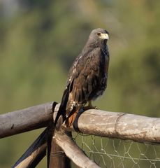 Felsenbussard oder Jackal Buzzard (Buteo rufofuscus)