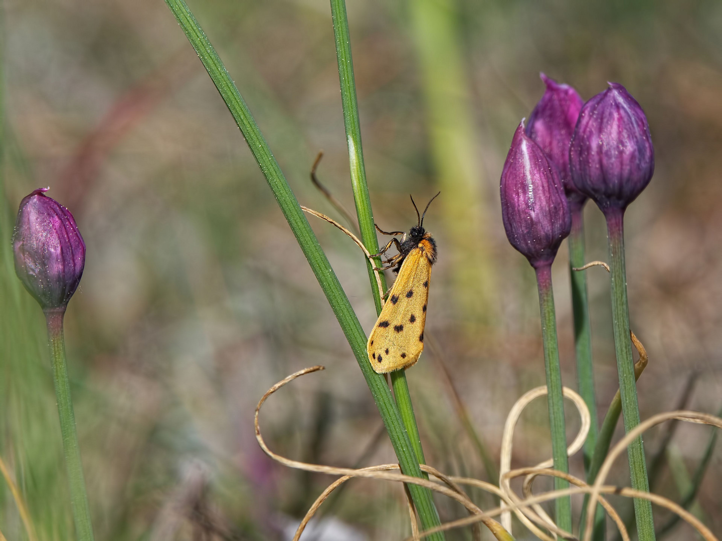 Felsenflechtenbär und Öland- Schnittlauch