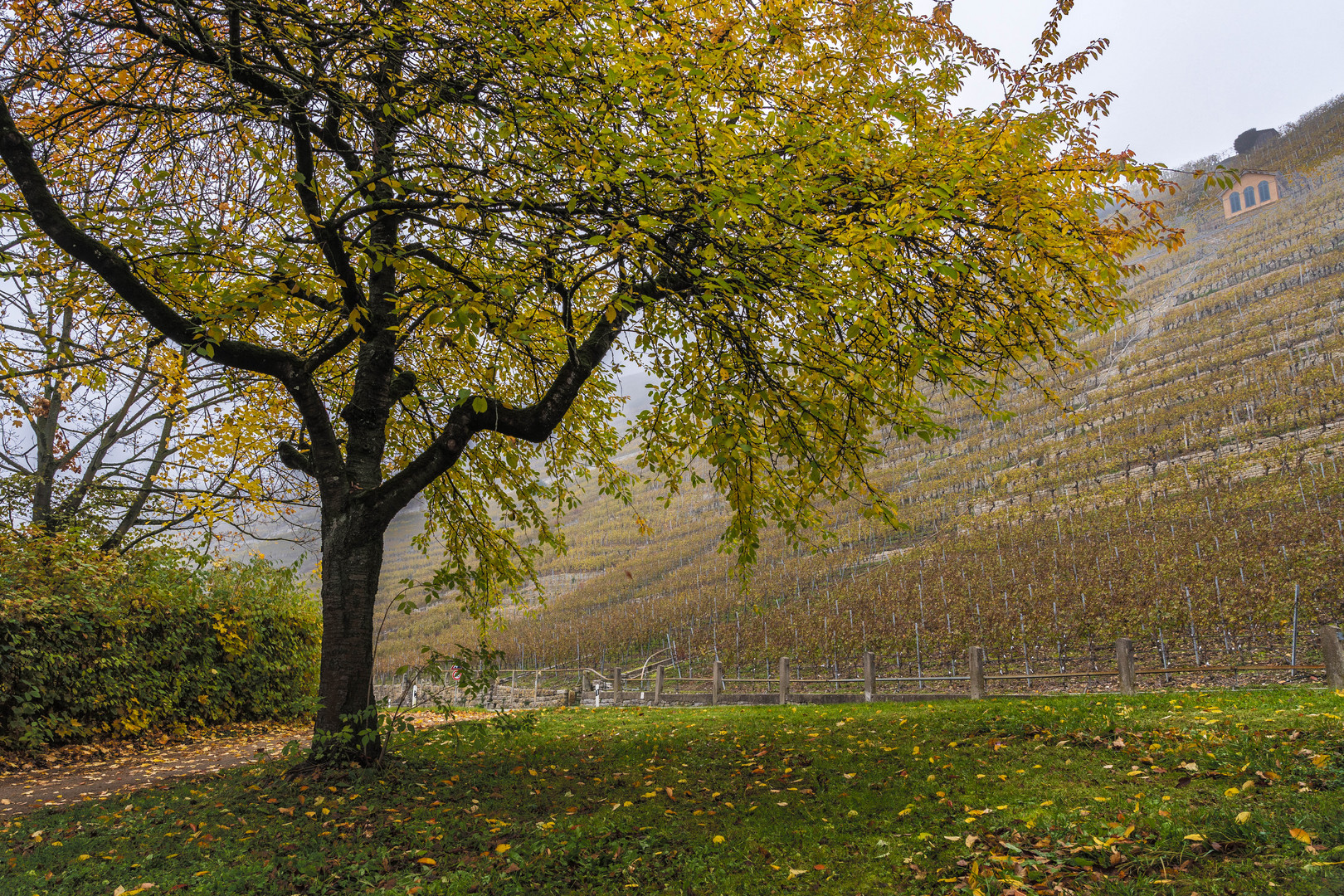 Felsengärten bei Mundelsheim