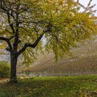 Felsengärten bei Mundelsheim