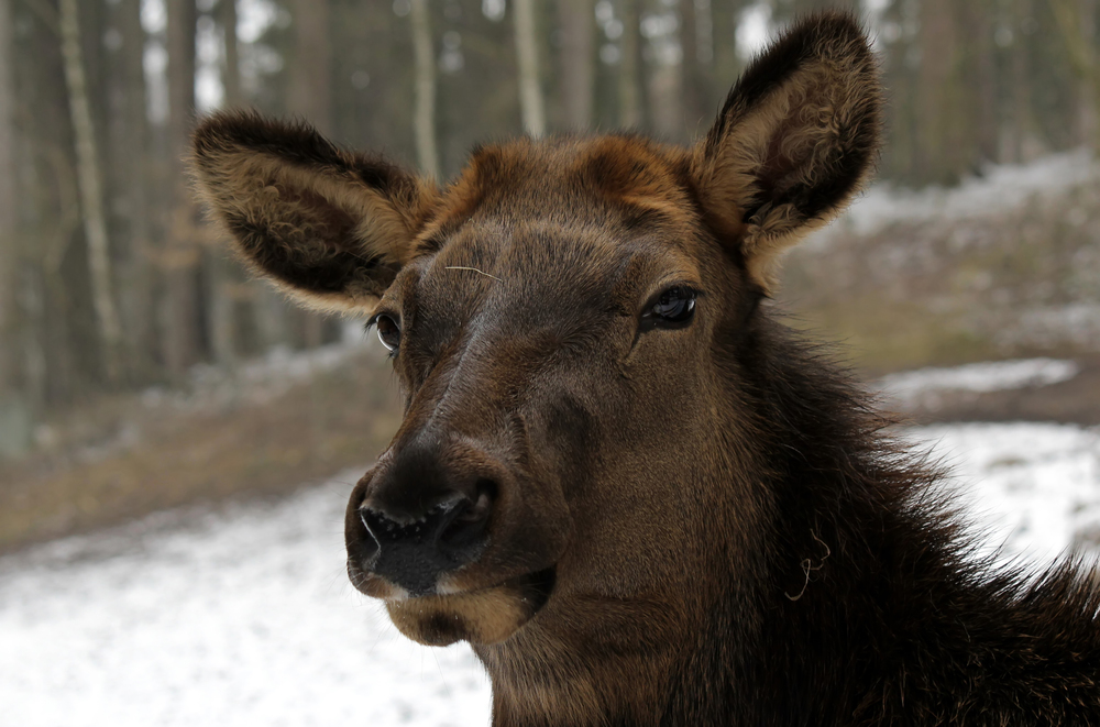 Felsengebirgs- Wapiti