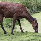 Felsengebirgswapiti beim Grasen