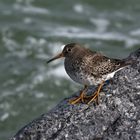 Felsenhocker - Meerstrandläufer - Calidris maritima - 