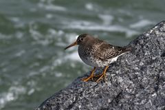 Felsenhocker - Meerstrandläufer - Calidris maritima - 