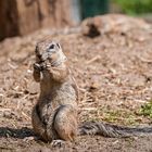 Felsenhörnchen "Essen"