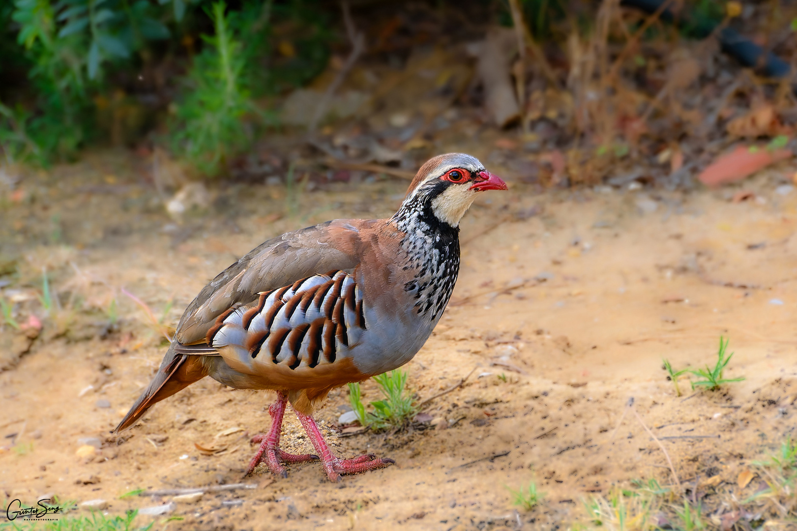 Felsenhuhn  in Portugal