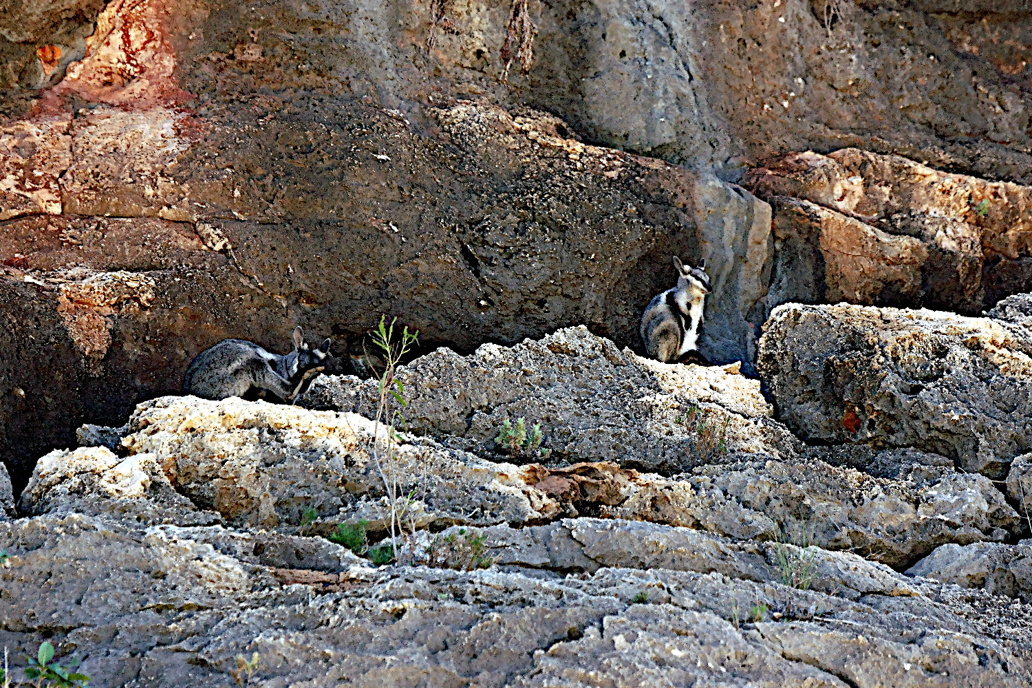 Felsenkänguru Cape Range NP-Mandu Mandu Gorge