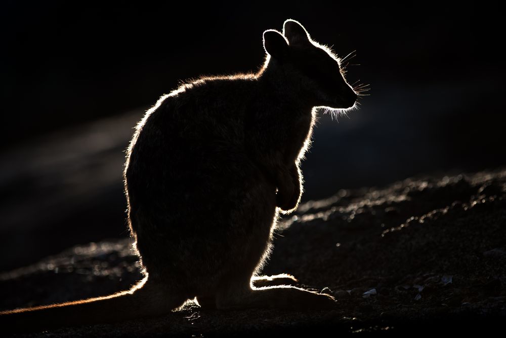 Felsenkänguruh im Gegenlicht, Australien von der-mit-den-robben-schwimmt 