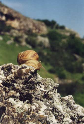 Felsenkleterschnecke, oder wie gehe ich jetzt nach unten