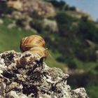 Felsenkleterschnecke, oder wie gehe ich jetzt nach unten