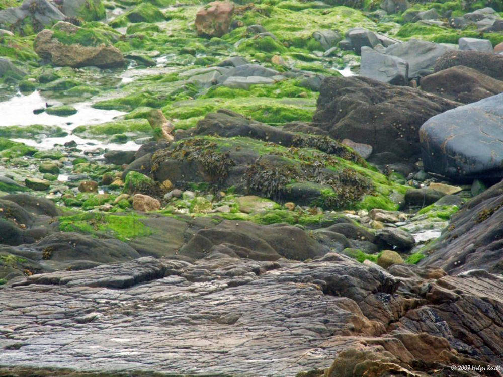 Felsenlandschaft bei Ebbe in der Bretagne