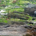 Felsenlandschaft bei Ebbe in der Bretagne