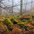 Felsenmeer mit Moos