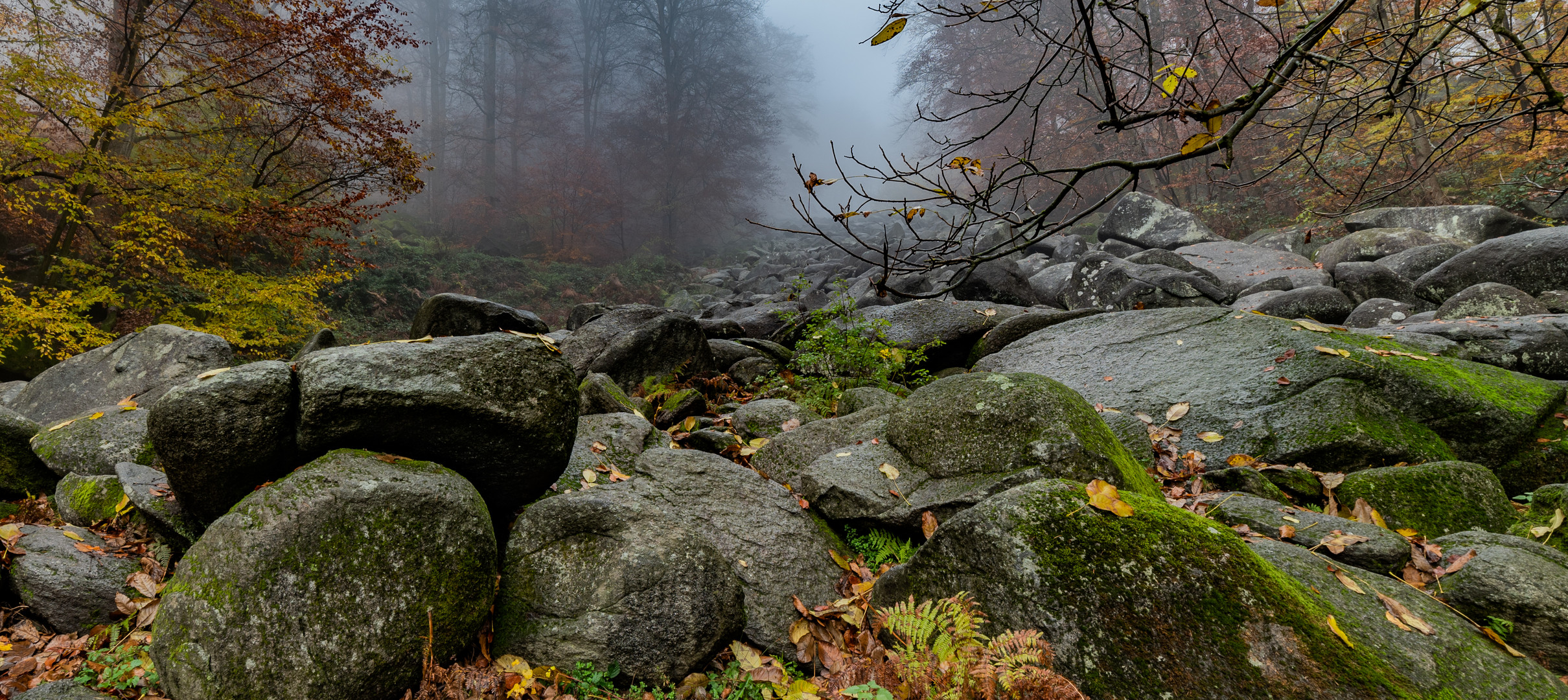 Felsenmeer, Odenwald  (19.11.2021)