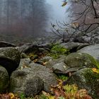 Felsenmeer, Odenwald  (19.11.2021)