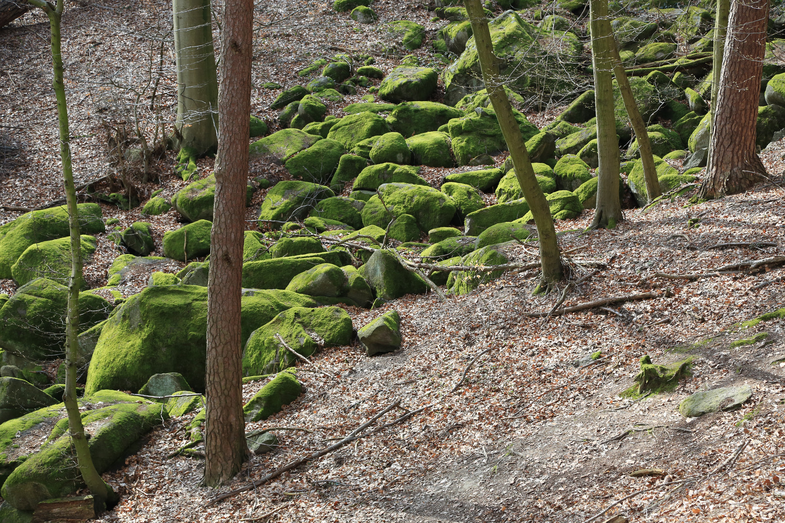 "Felsenmeer" - Reichenbach / Odenwald