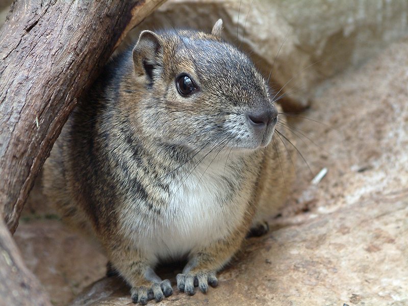 Felsenmeerschweinchen, Moko