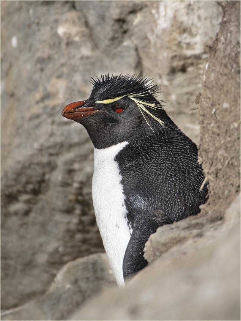 Felsenpinguin