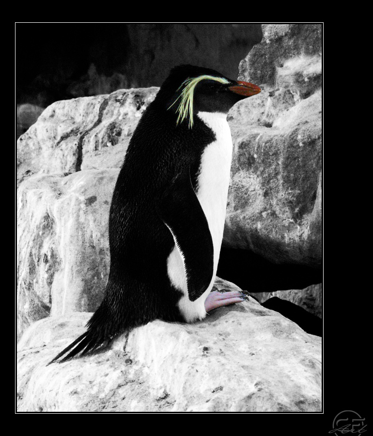 Felsenpinguin