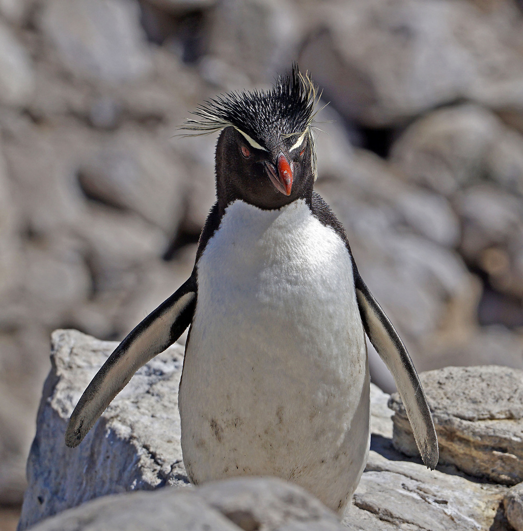 Felsenpinguin