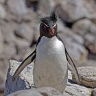 Felsenpinguin