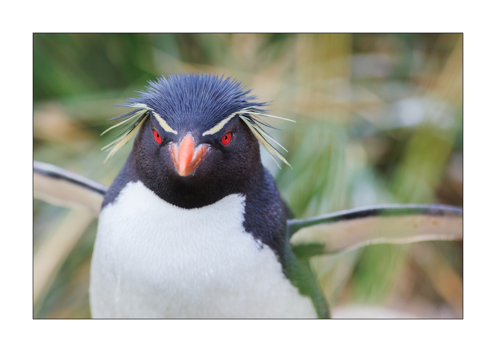 Felsenpinguin auf Falkland Inseln