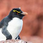 Felsenpinguin Leuchtturminsel vor Puerto Deseato, Argentinien-6834