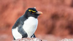 Felsenpinguin Leuchtturminsel vor Puerto Deseato, Argentinien-6834