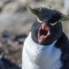 Felsenpinguin - oder getarnt als Indianer auf Kriegspfad