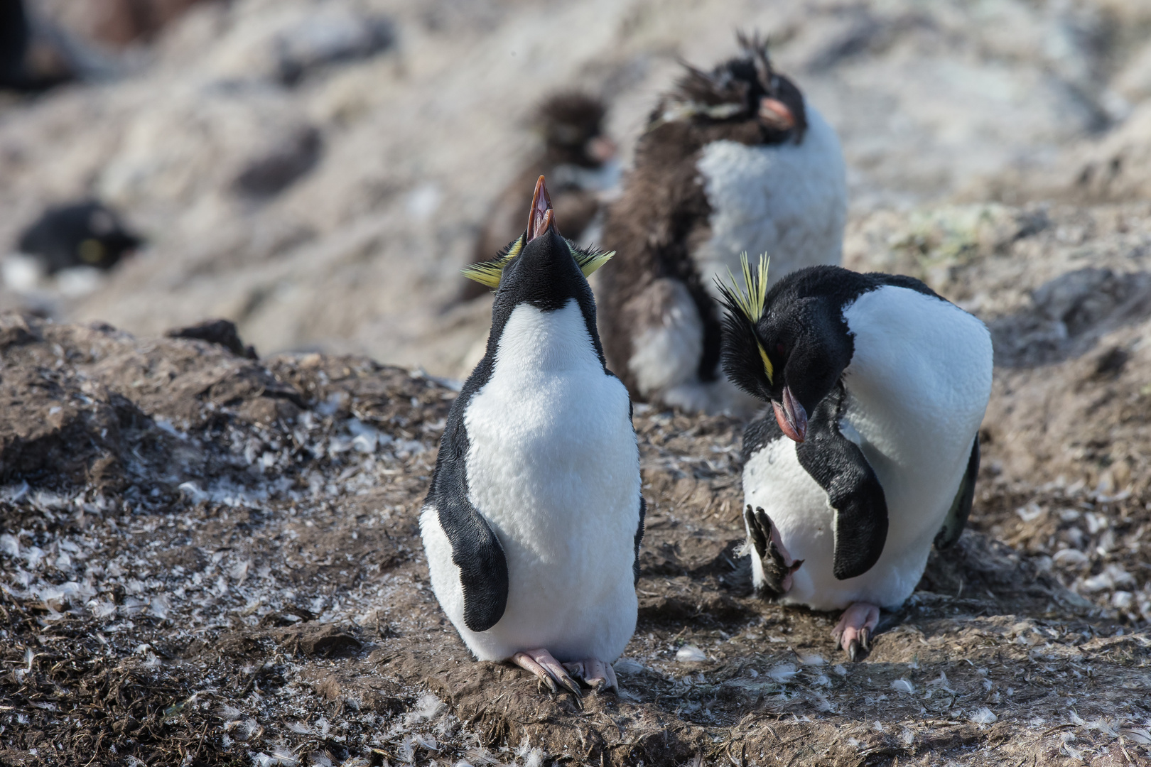 Felsenpinguin - Pinguininsel vor Puerto Deseado