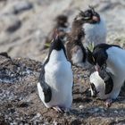Felsenpinguin - Pinguininsel vor Puerto Deseado