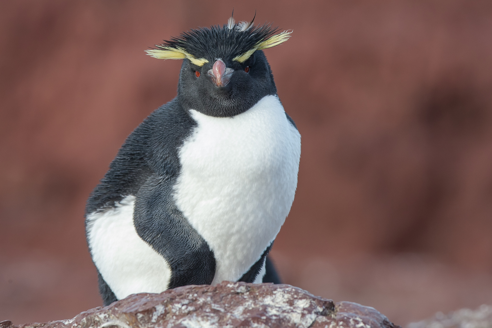 Felsenpinguin - Pinguininsel vor Puerto Deseado