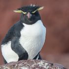 Felsenpinguin - Pinguininsel vor Puerto Deseado
