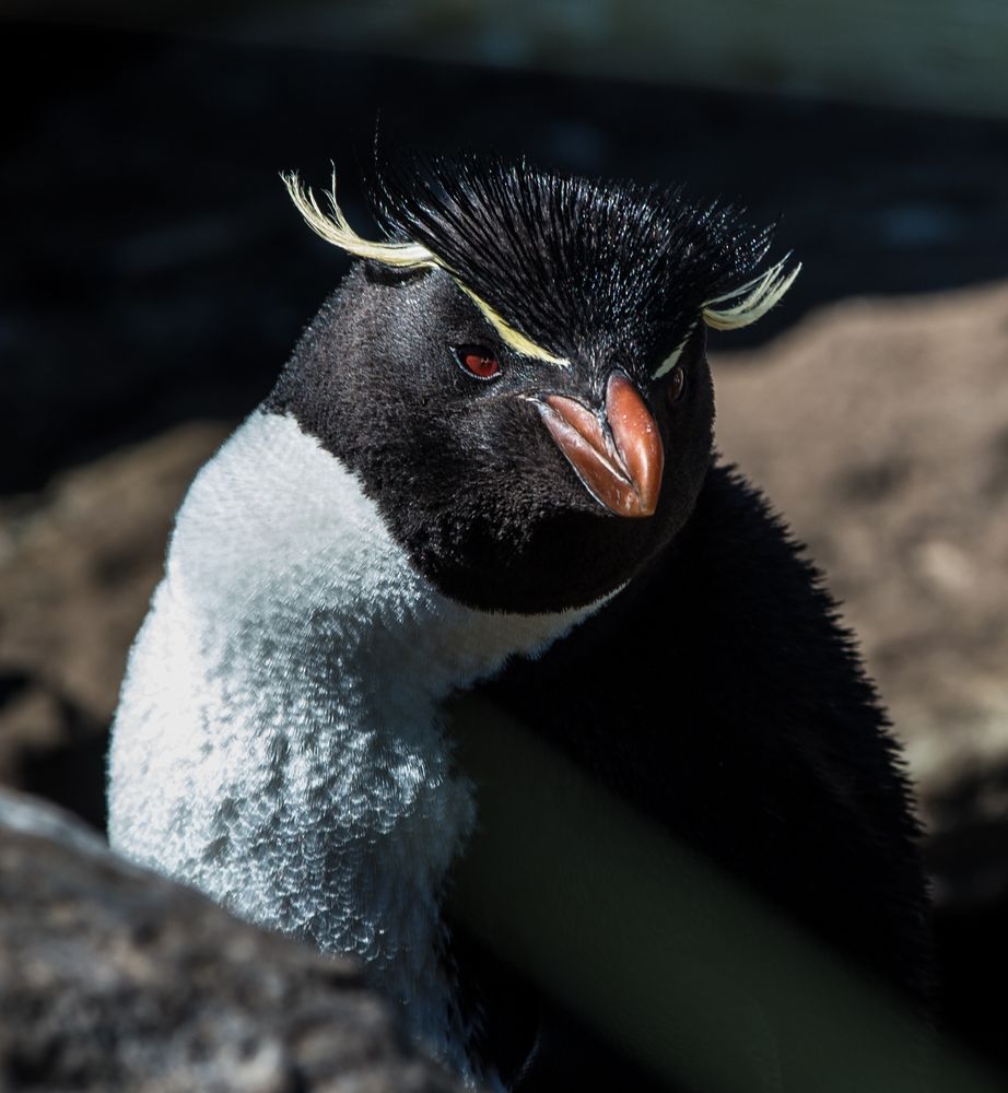 Felsenpinguine auf Falkland 4