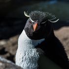 Felsenpinguine auf Falkland