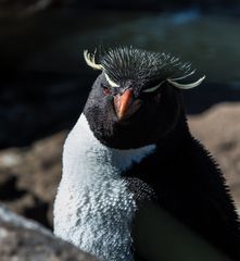 Felsenpinguine auf Falkland