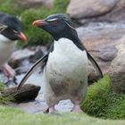 Felsenpinguine auf Sounders Island - Falklands