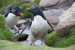 Felsenpinguine auf Sounders Island - Falklands