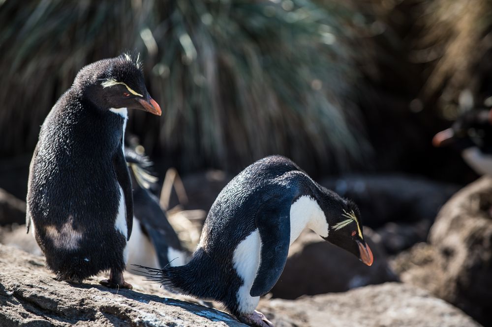 Felsenpinguine auf Süd Georgien