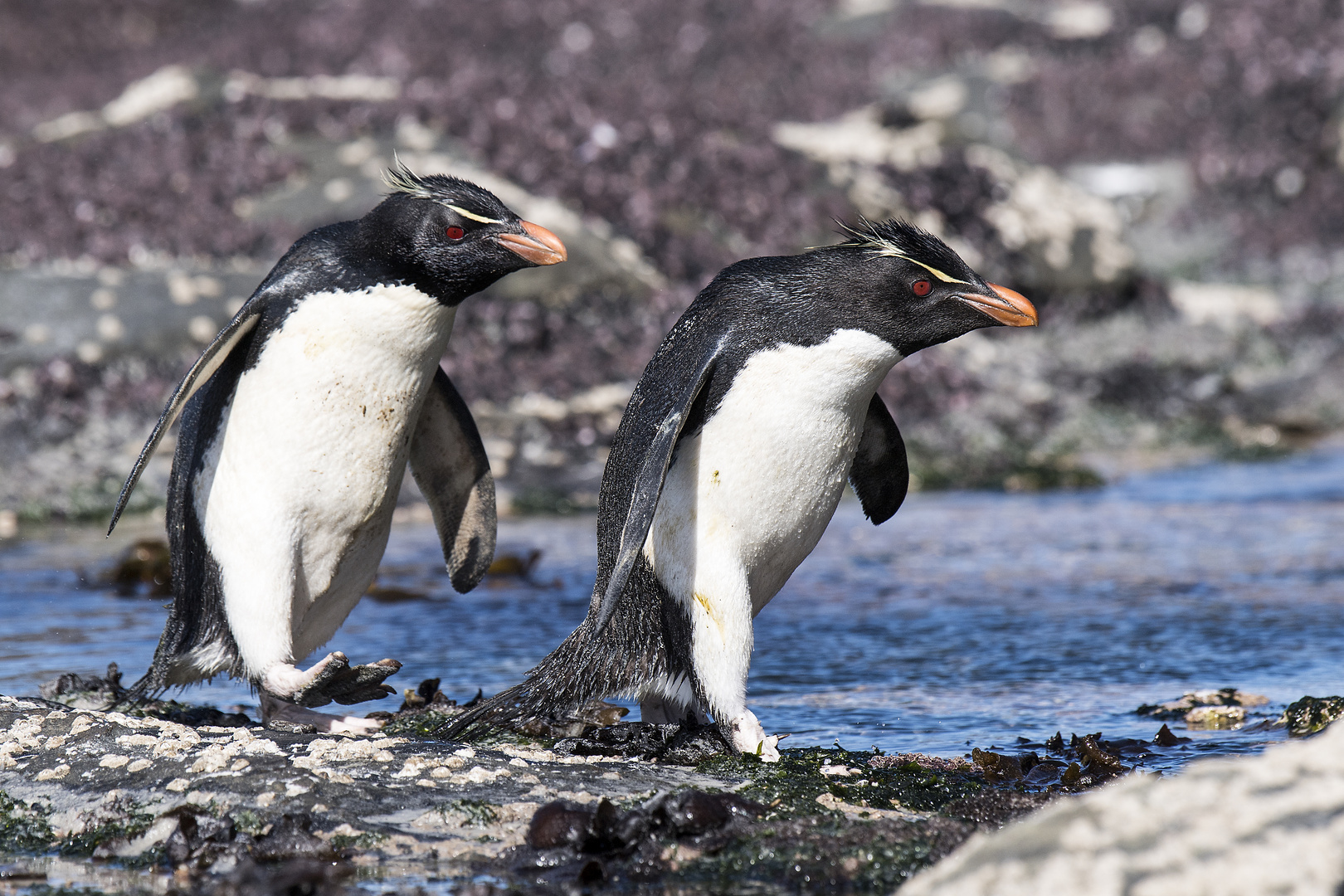 Felsenpinguine haben es wichtig