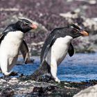 Felsenpinguine haben es wichtig