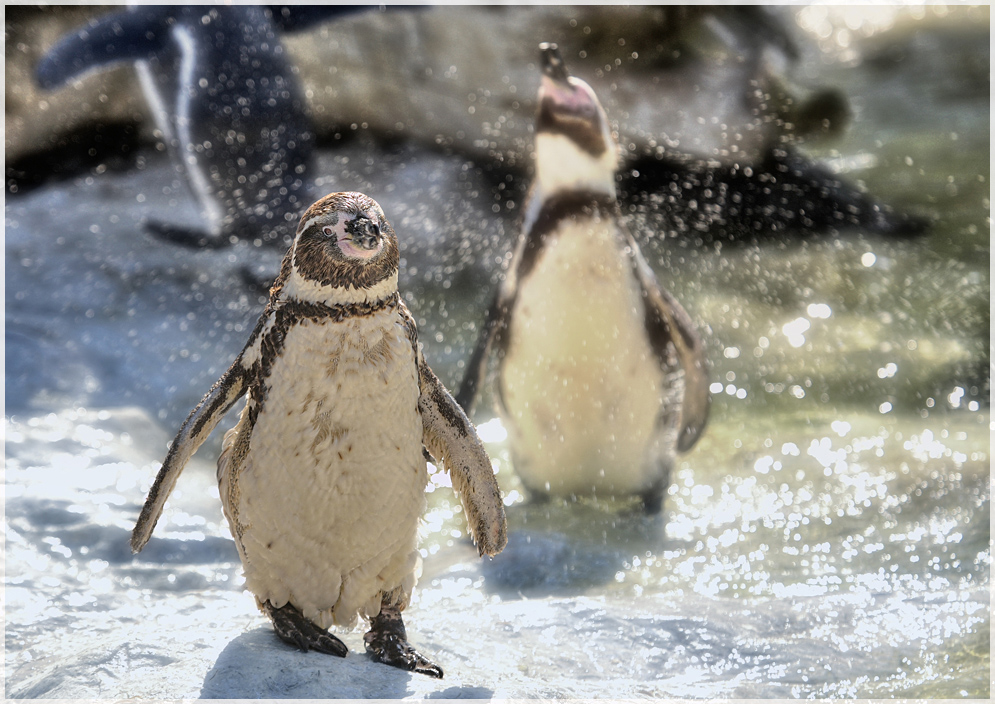 Felsenpinguine - Schönbrunn