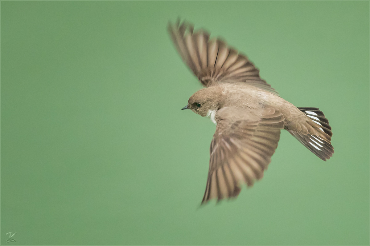 Felsenschwalbe im Flug