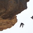 Felsenschwalben am Überhang