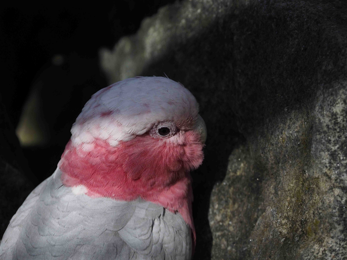 FELSENSITTICH