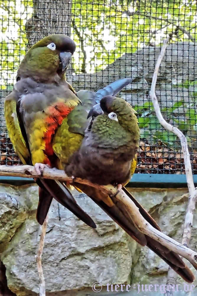 Felsensittiche