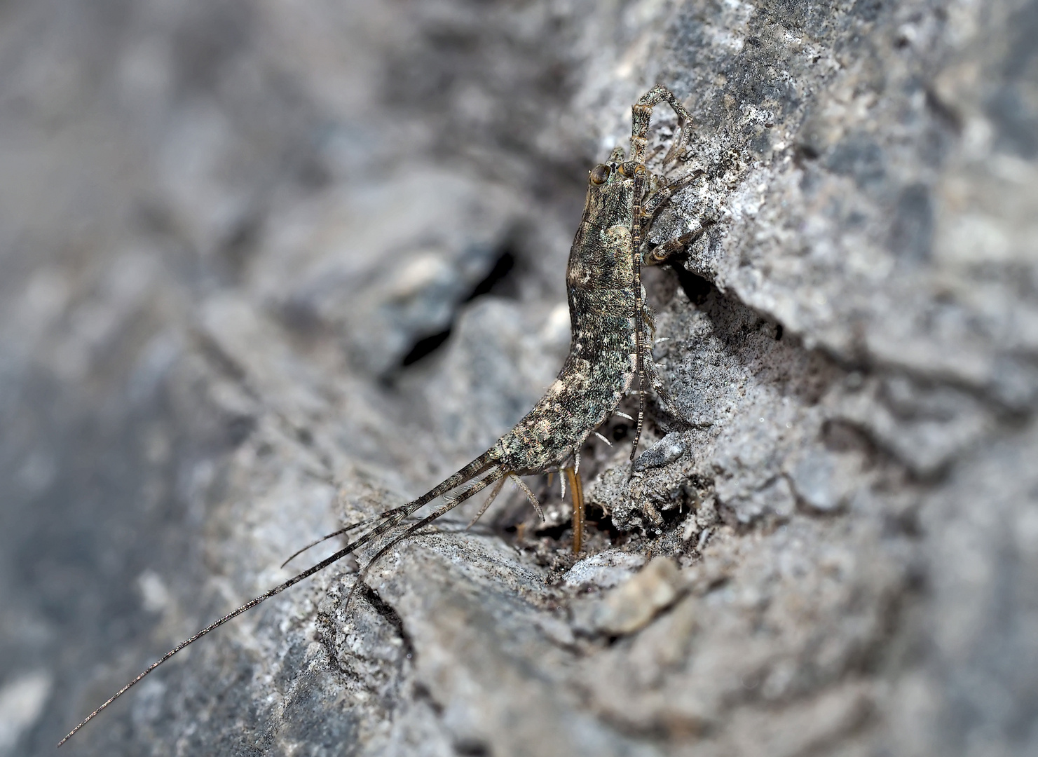 Felsenspringer (Machilidae) bei der Eiablage. - Un machilide sur un rocher alpin.