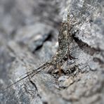 Felsenspringer (Machilidae) bei der Eiablage. - Un machilide sur un rocher alpin.