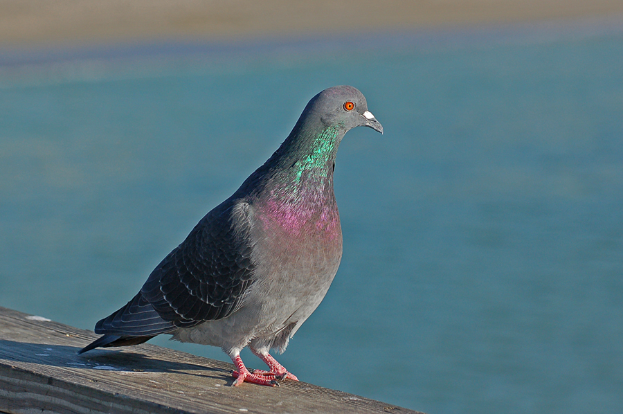 Felsentaube - Rock Pigeon (Columba livia)...