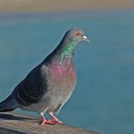 Felsentaube - Rock Pigeon (Columba livia)...